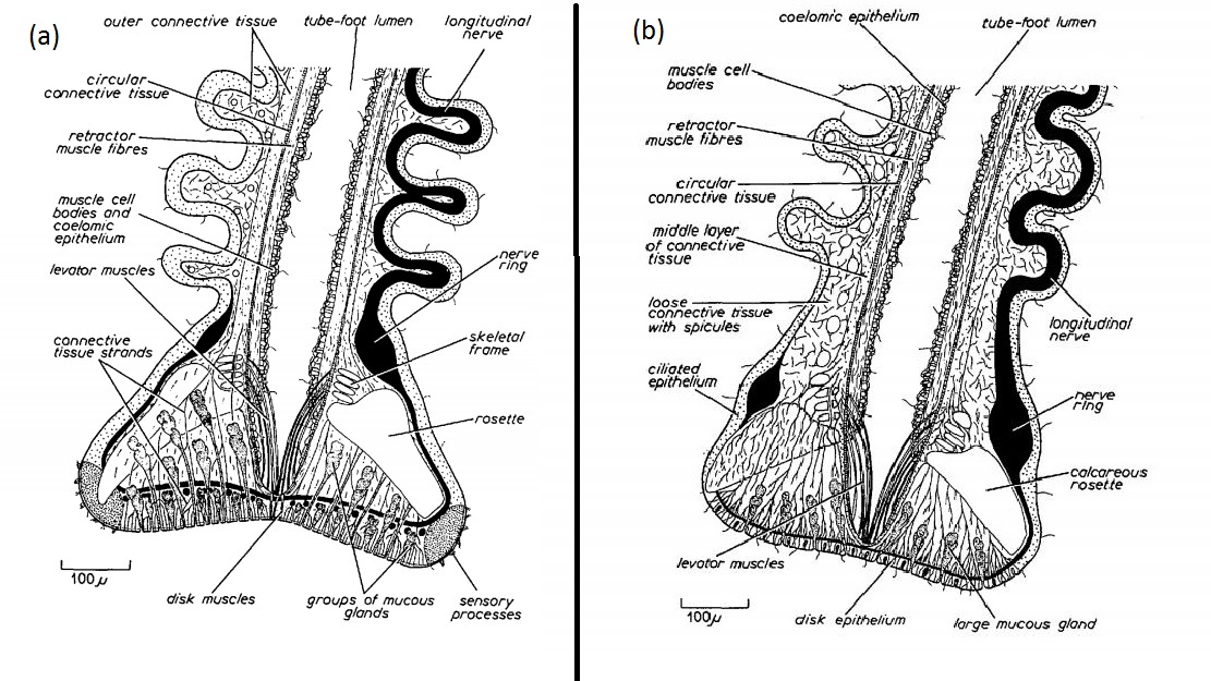 figure image